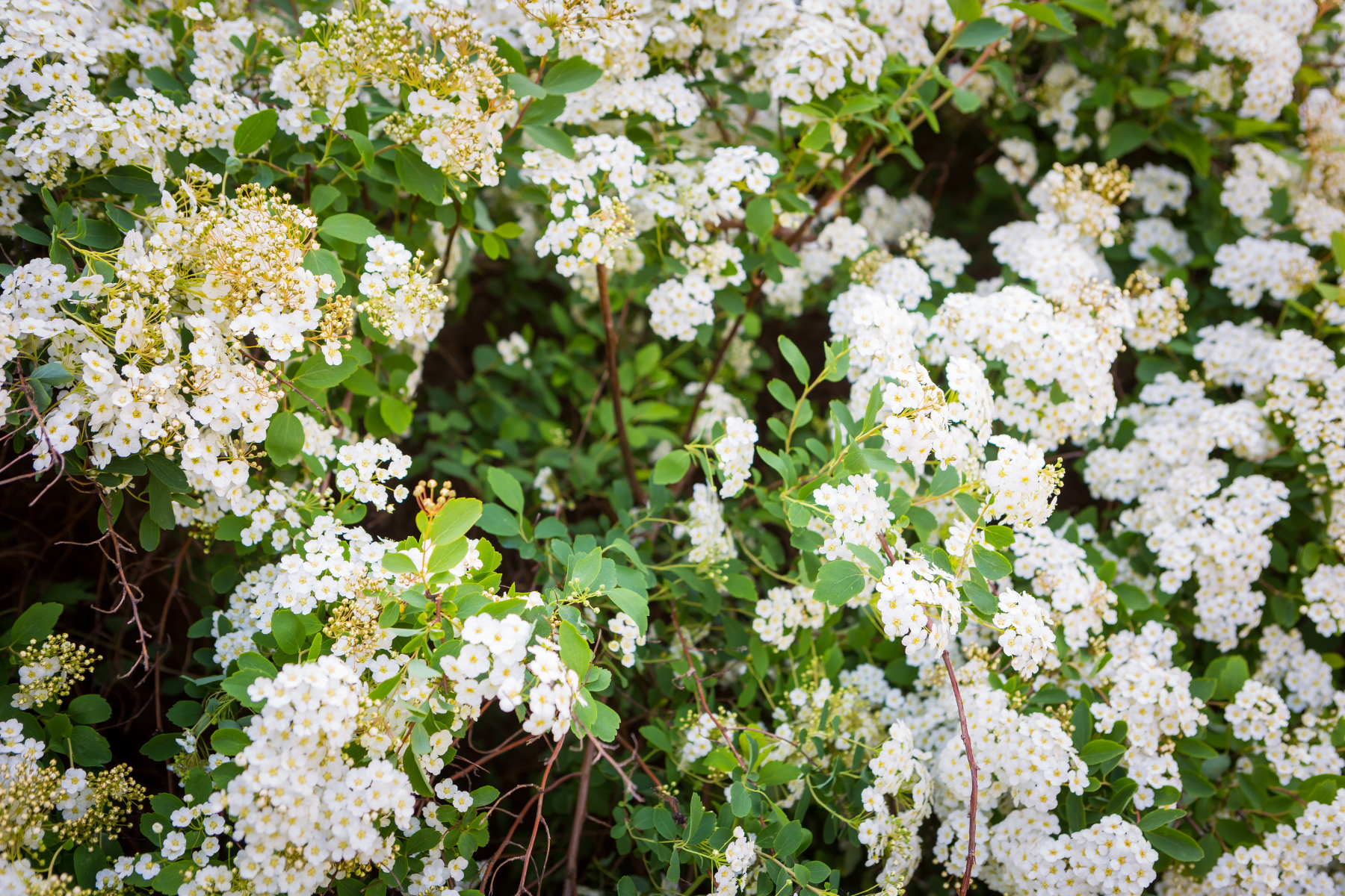 A dense cluster of white flowers with green leaves covering a bush.