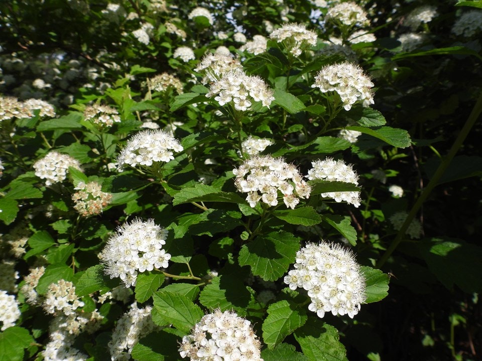 Clusters of small white flowers with green leaves in sunlight.