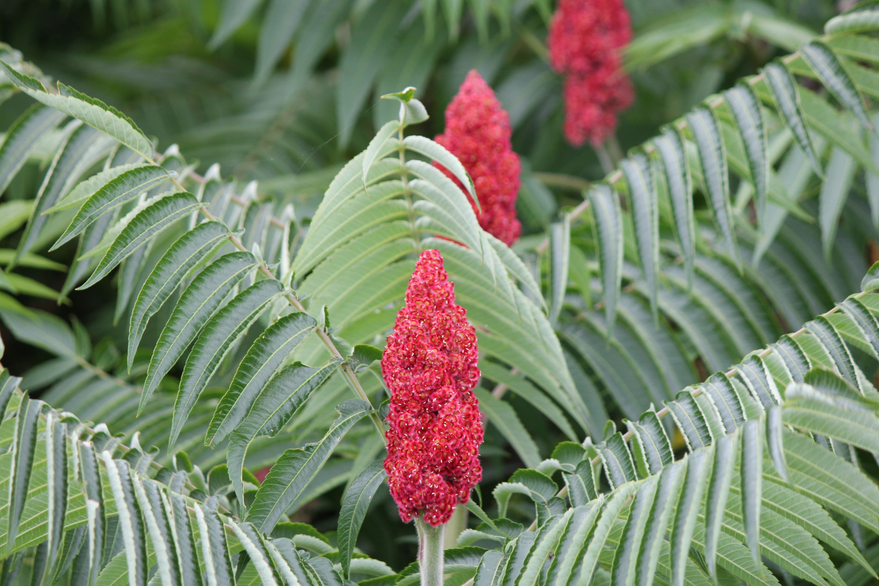 Red sumac flower clusters surrounded by large green pinnate leaves.