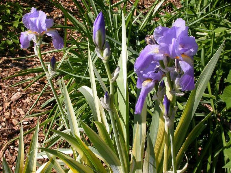 Purple iris flowers with green and white leaves in a garden setting.