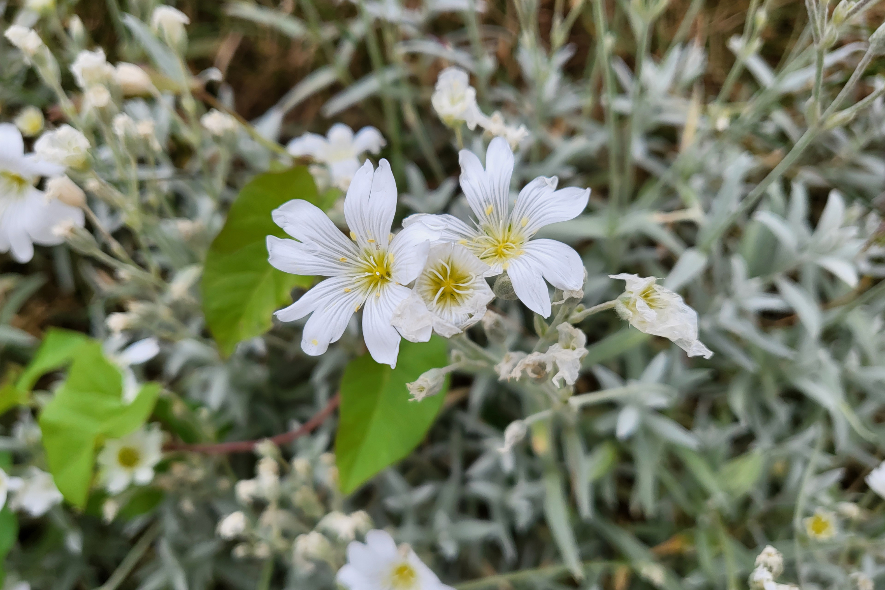 Close-up of white flowers with yellow centers among green leaves.