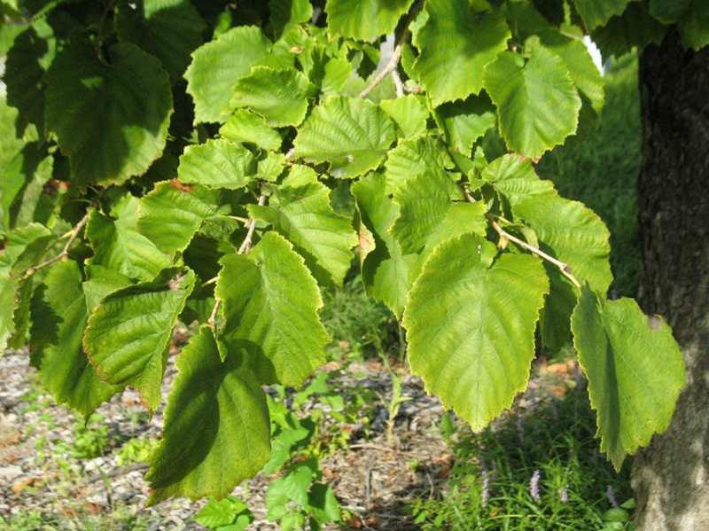 Green tree leaves hanging from branches in a sunny outdoor setting.