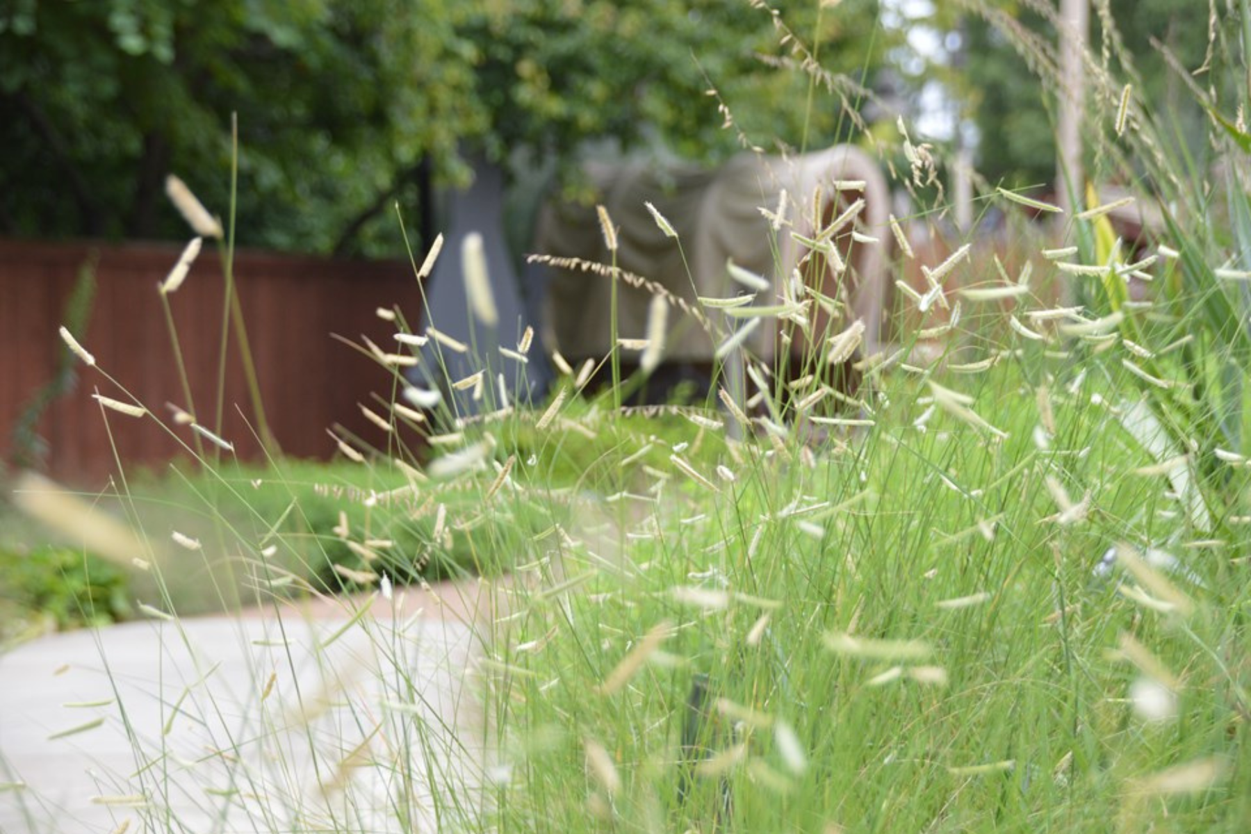 Tall grass with blurred background of a wooden fence and trees.
