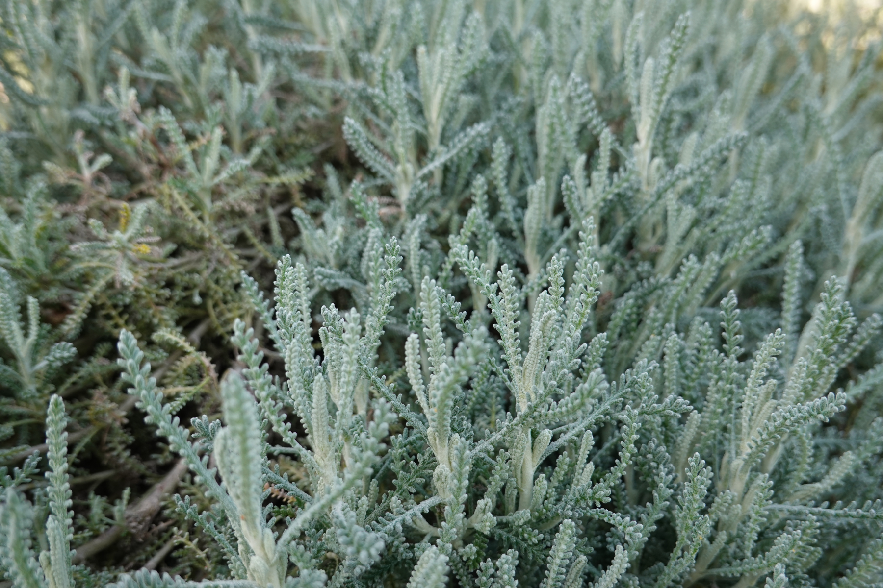 Close-up of dense, silvery-green foliage with a soft, textured appearance.