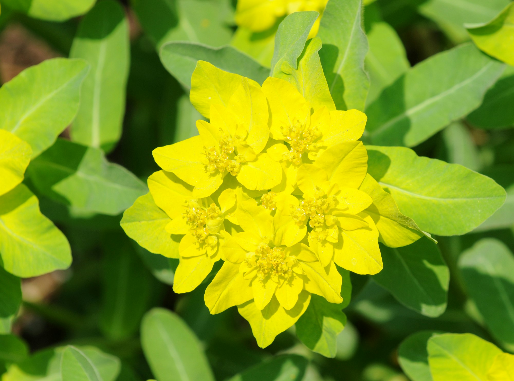 Bright yellow flower surrounded by green leaves.