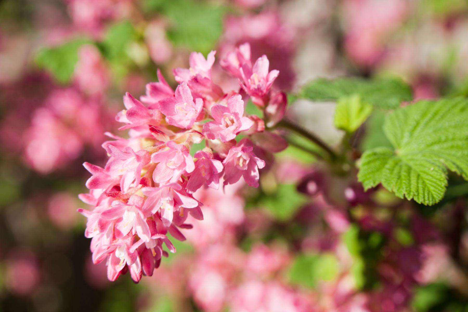Close-up of pink flowers with green leaves, blurred background.