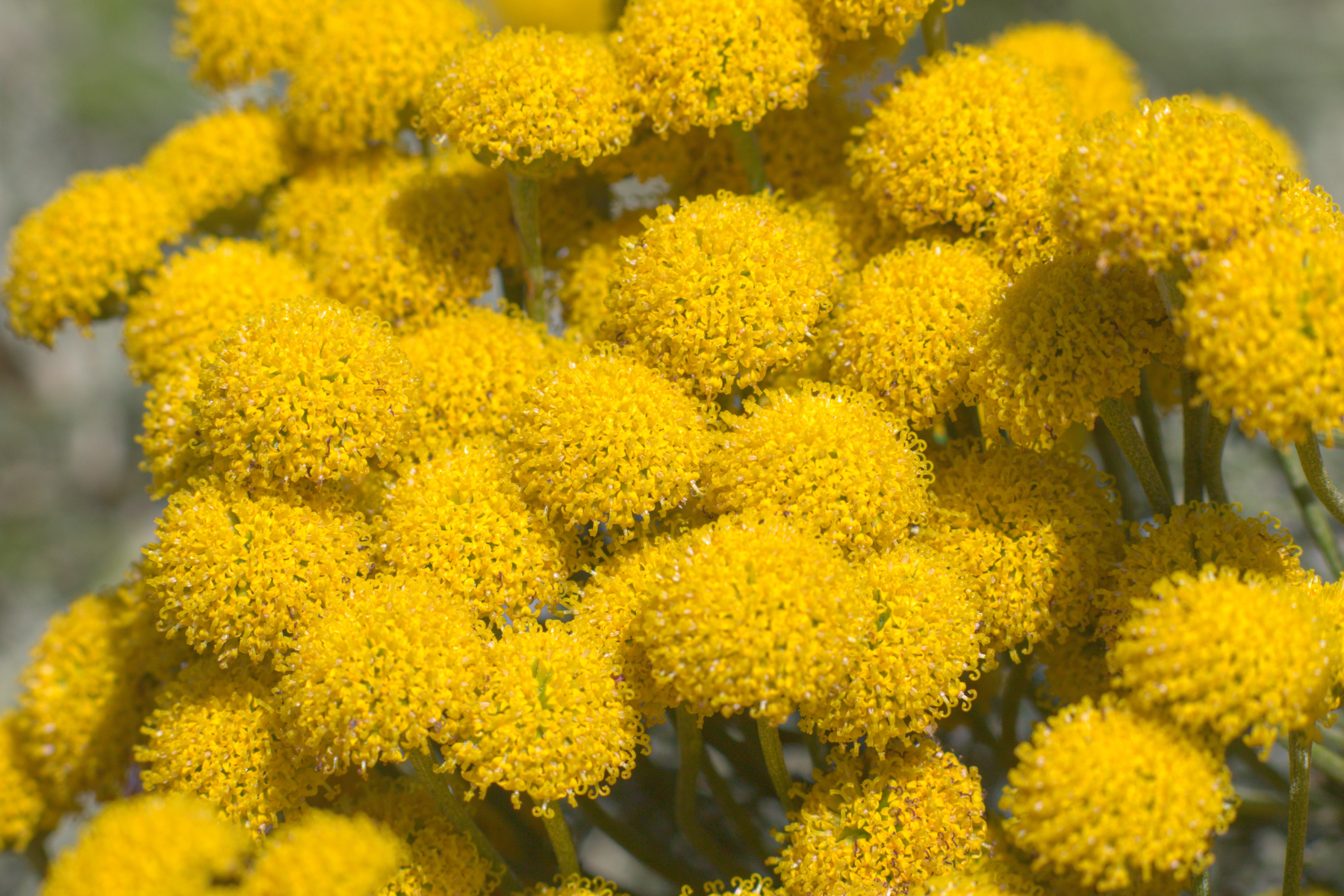 Close-up of yellow, circular, fuzzy flowers.