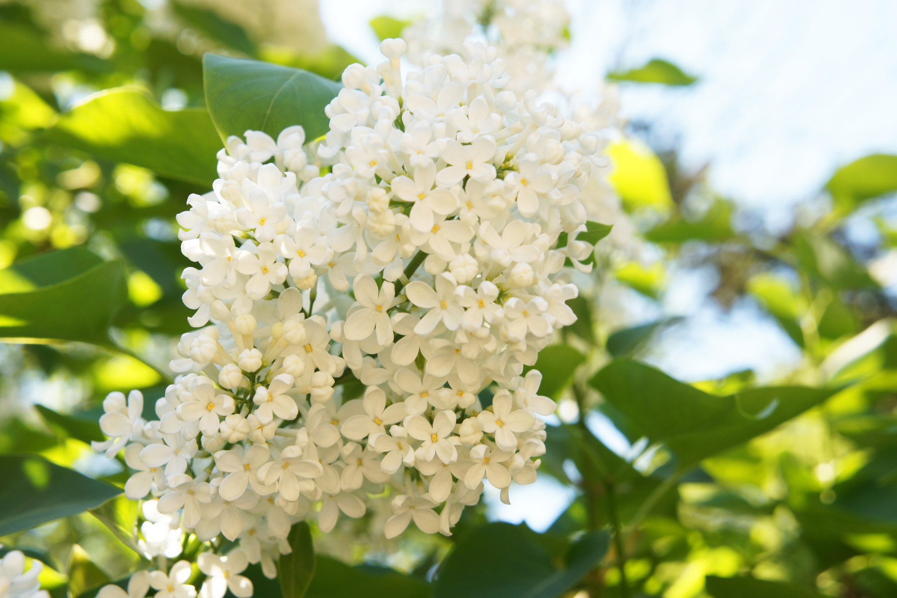 White lilac flowers blooming against a backdrop of green leaves and blue sky.