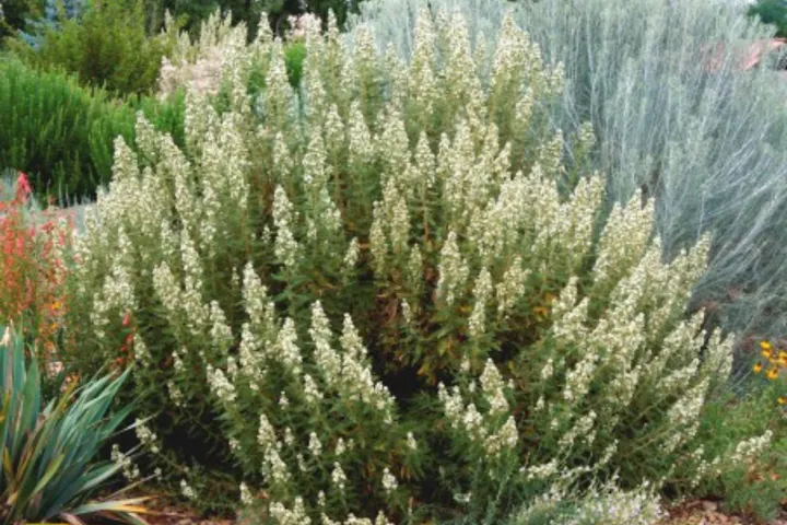 A bush with small white flowers surrounded by various green plants and shrubs.