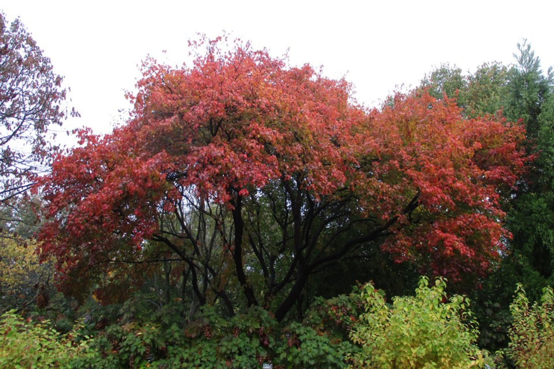 A large tree with vibrant red and orange leaves, surrounded by green foliage.