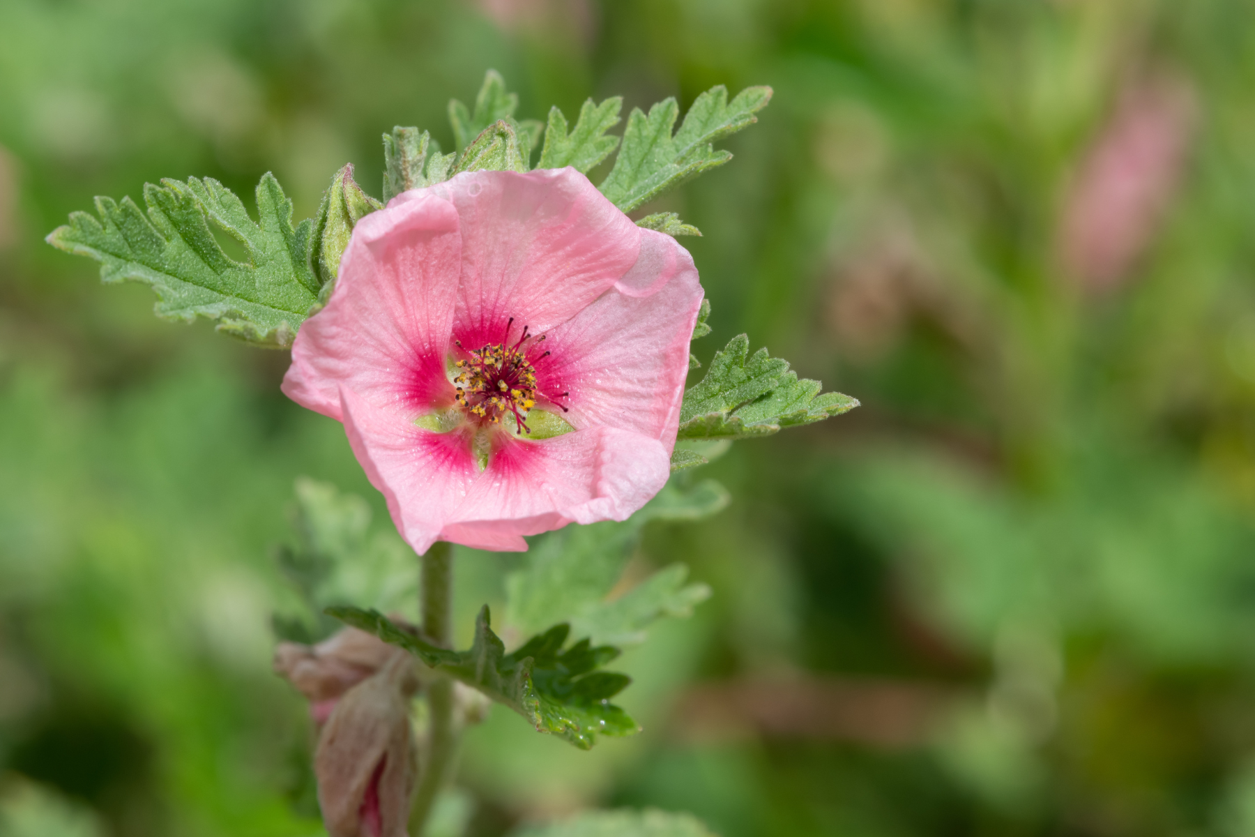 A close-up of a pink flower with green leaves, displaying a vibrant red center, set against a blurred green background.