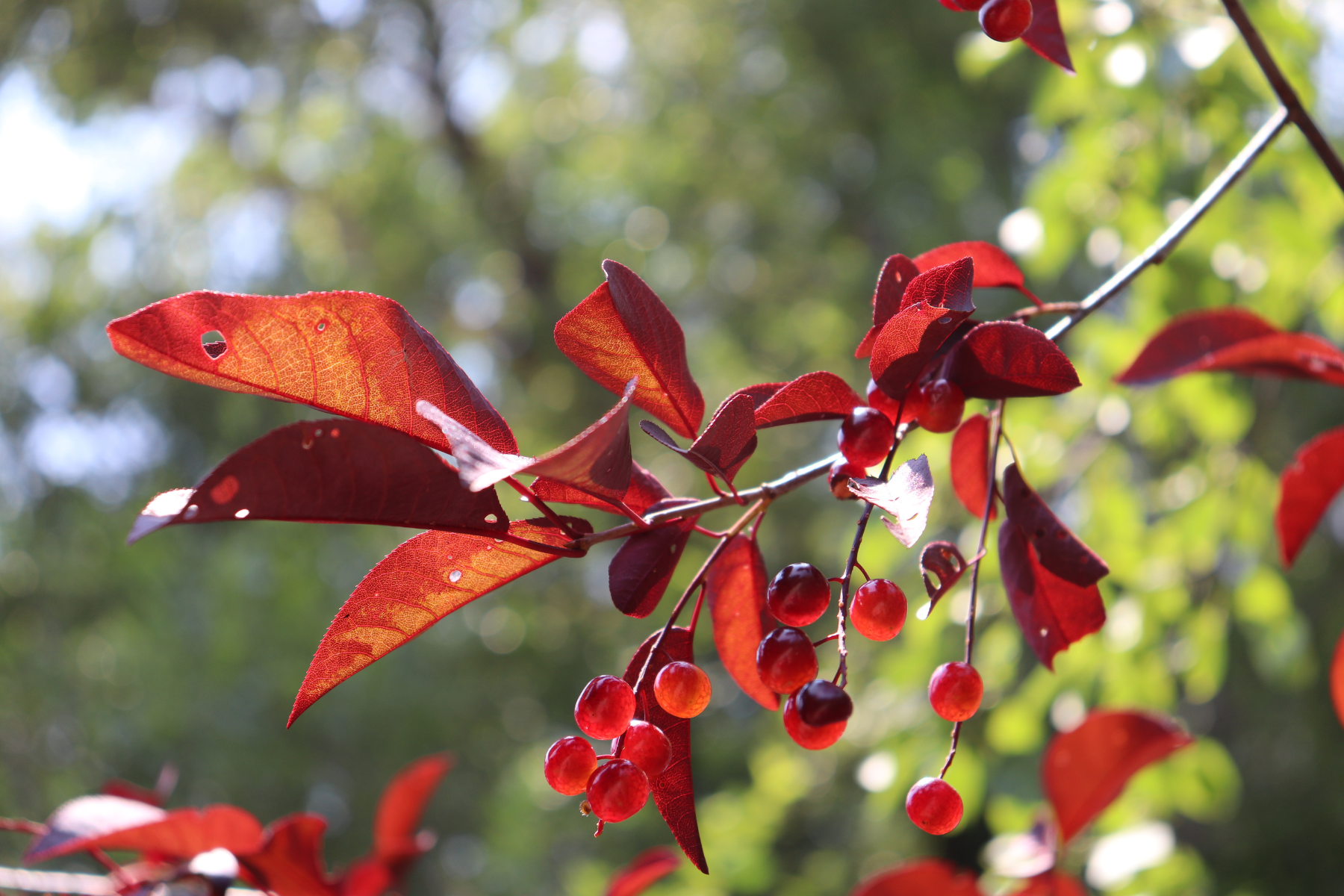 Red leaves and berries on a branch with a blurred green background.
