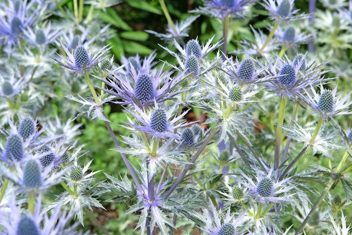 Spiky blue thistle-like flowers with green foliage in a garden setting.