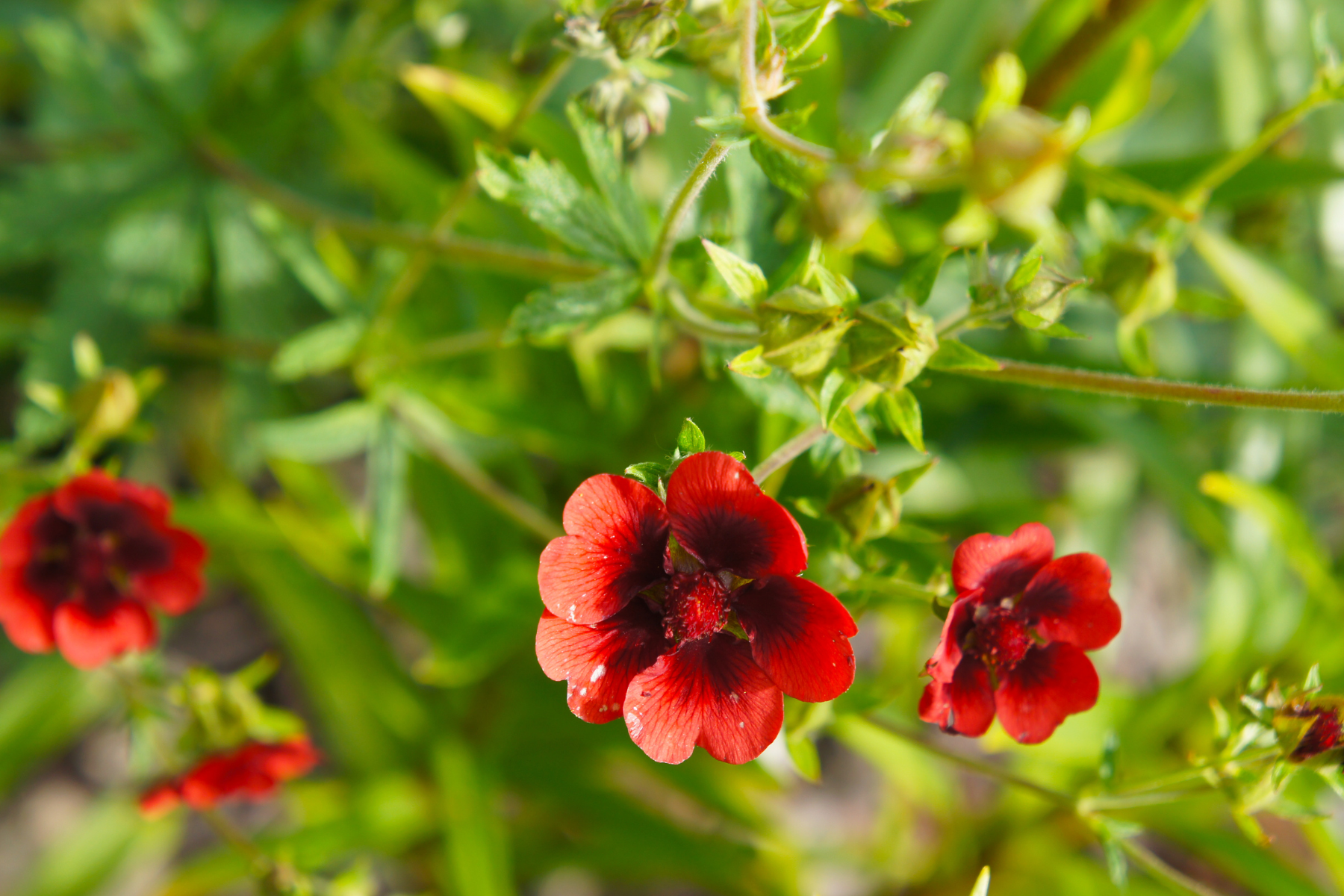 Vibrant red flowers with green stems and leaves, set against a blurred background.