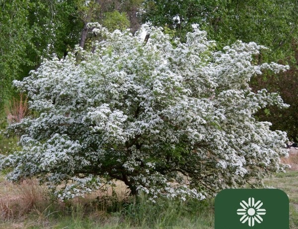 A tree with dense clusters of small white flowers, surrounded by greenery and grass.