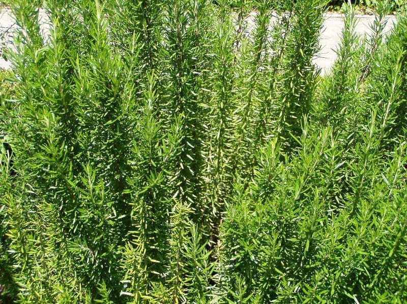 Dense, green rosemary plants growing outdoors in sunlight.