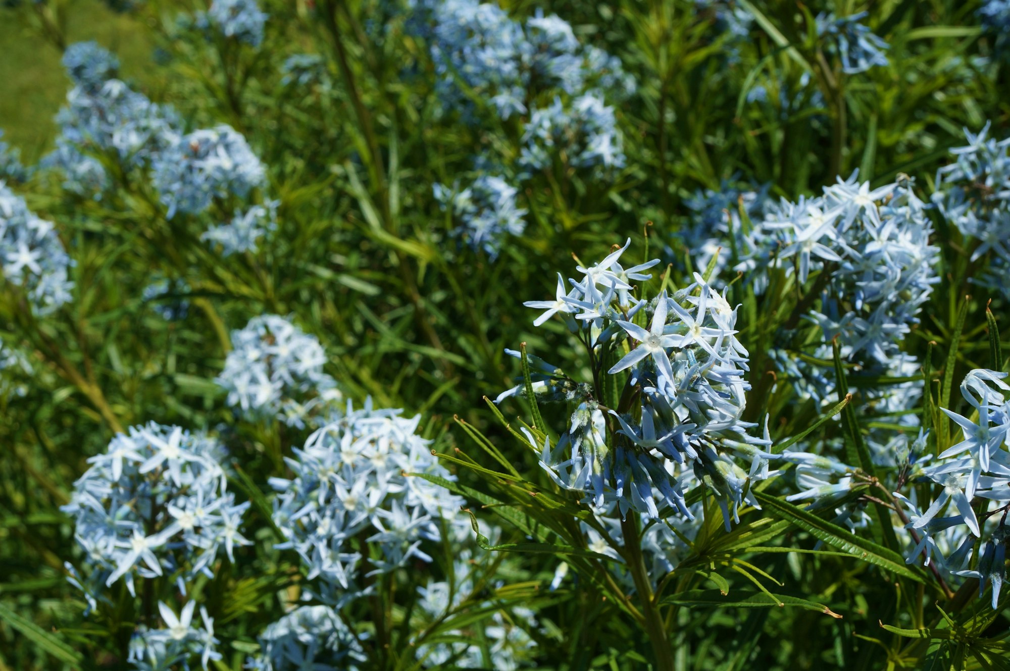 A cluster of light blue star-shaped flowers with green leaves, set in a lush garden setting.