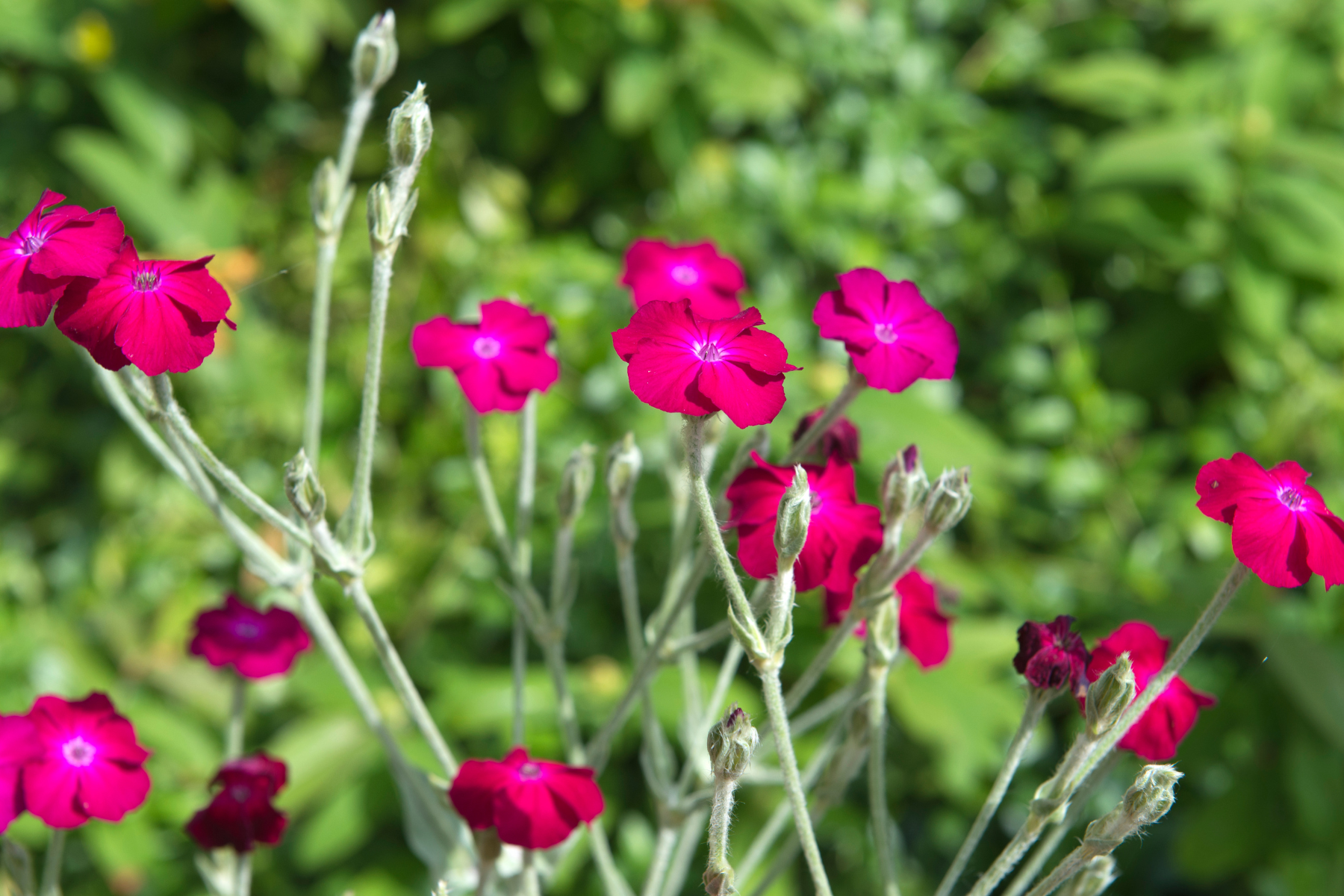 Bright pink flowers with delicate stems against a green, blurred background.