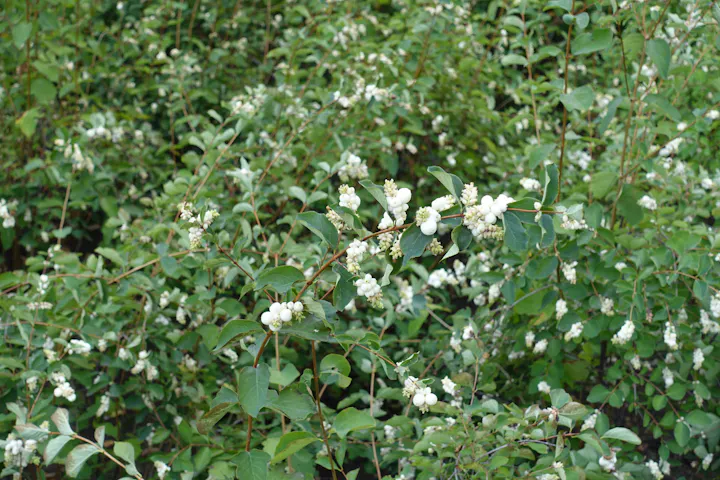 A bush with clusters of small white berries and green leaves.