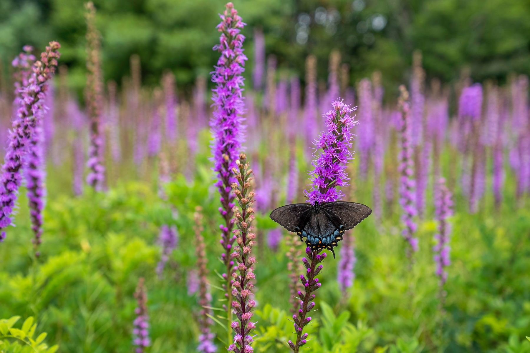 A black butterfly on a tall purple flower in a field with more purple flowers in the background.