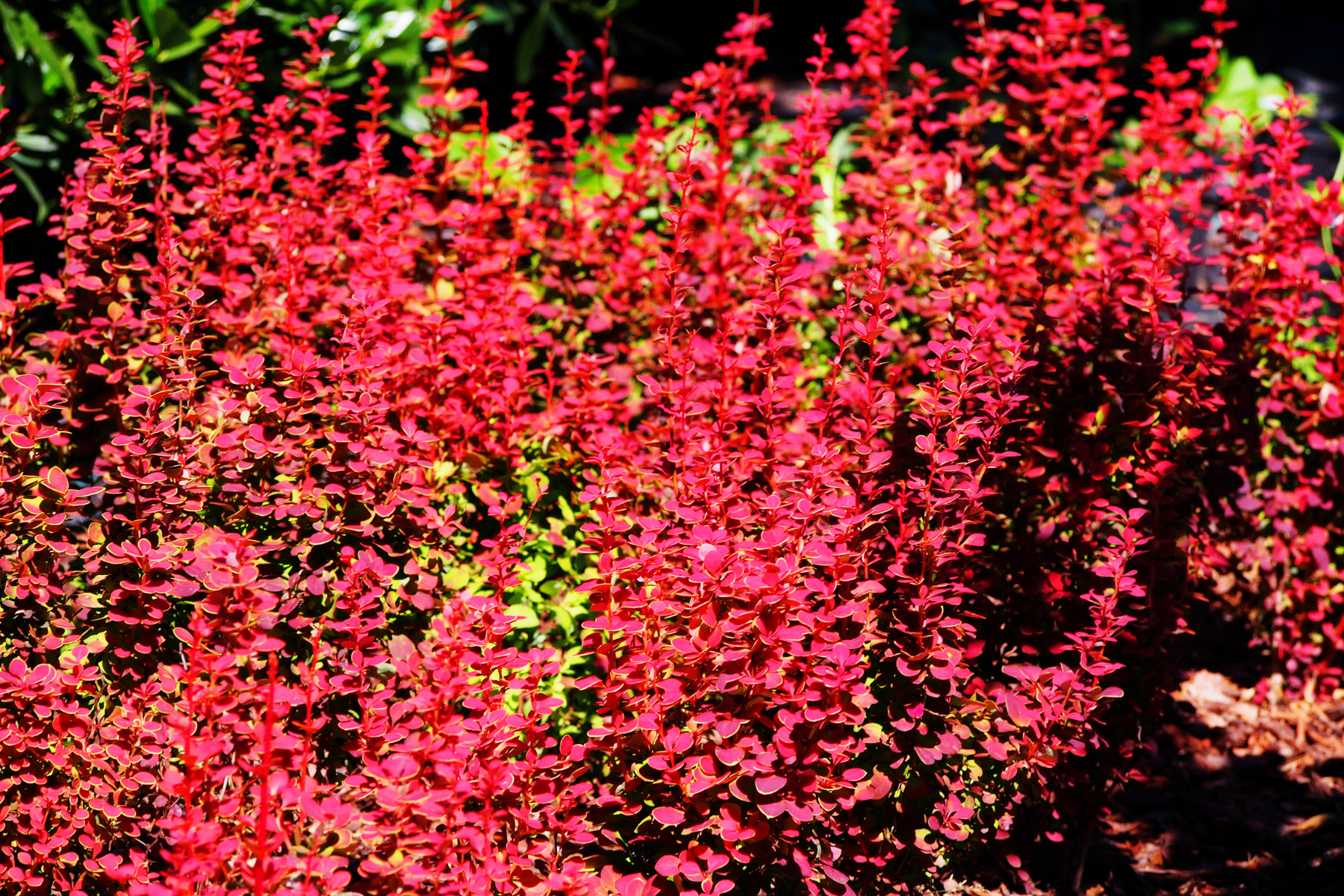 A dense cluster of red and pink bushes with small leaves, set in an outdoor garden.
