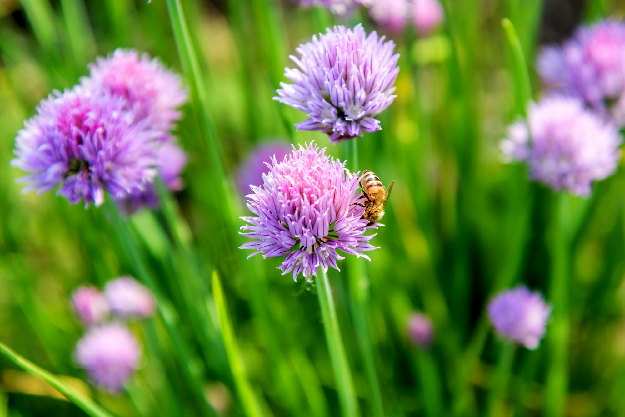 A bee on a purple chive flower with green stems in a blurred background.