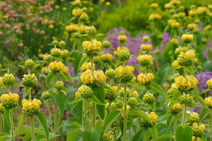 Yellow flowers with green leaves in a garden setting, surrounded by purple and green foliage.