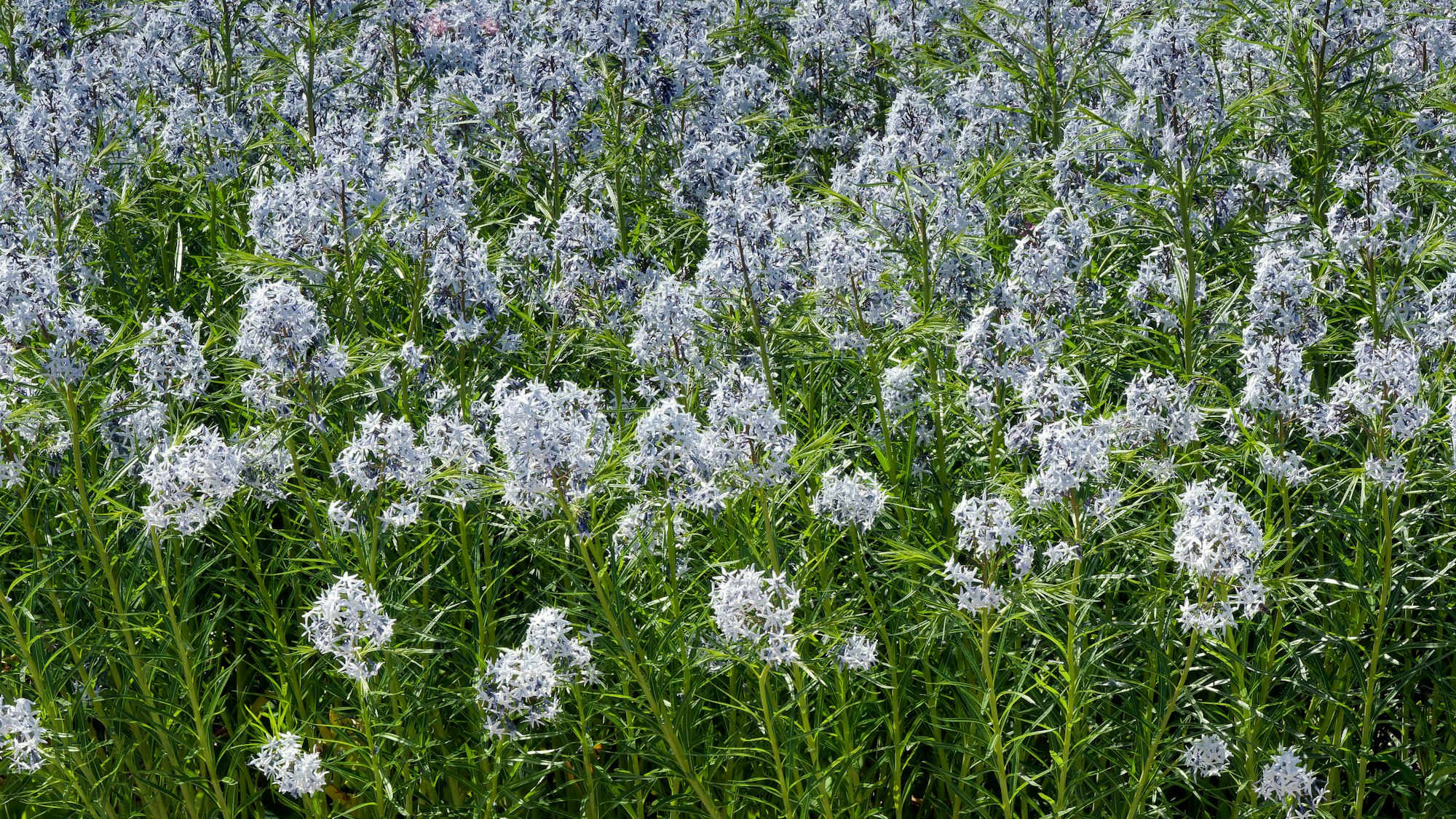 A field of light blue flowers with green leaves, densely packed and blooming under sunlight.