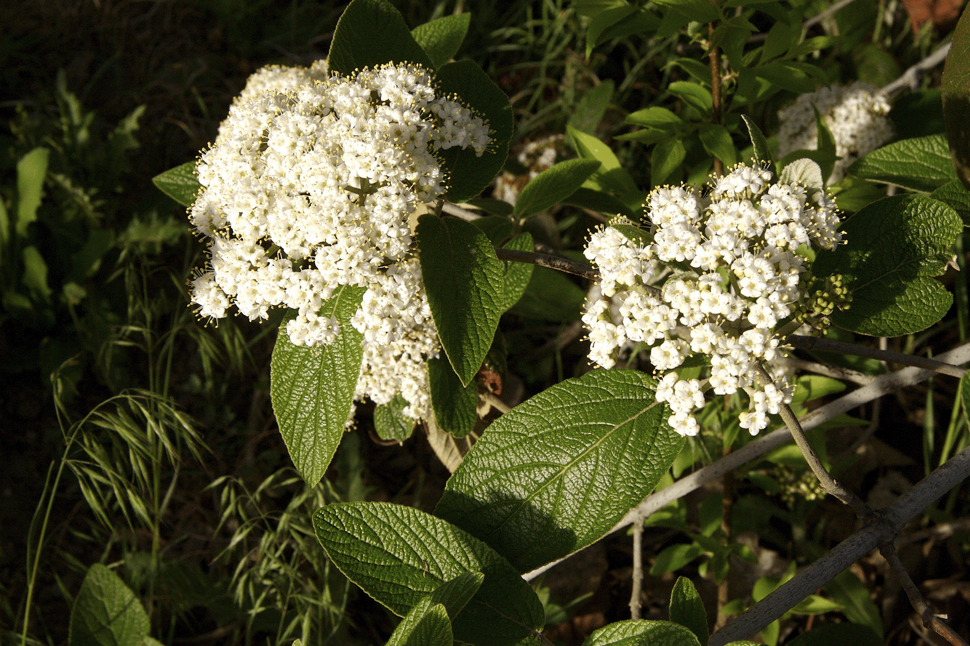 Clusters of small white flowers with green leaves in a garden setting.