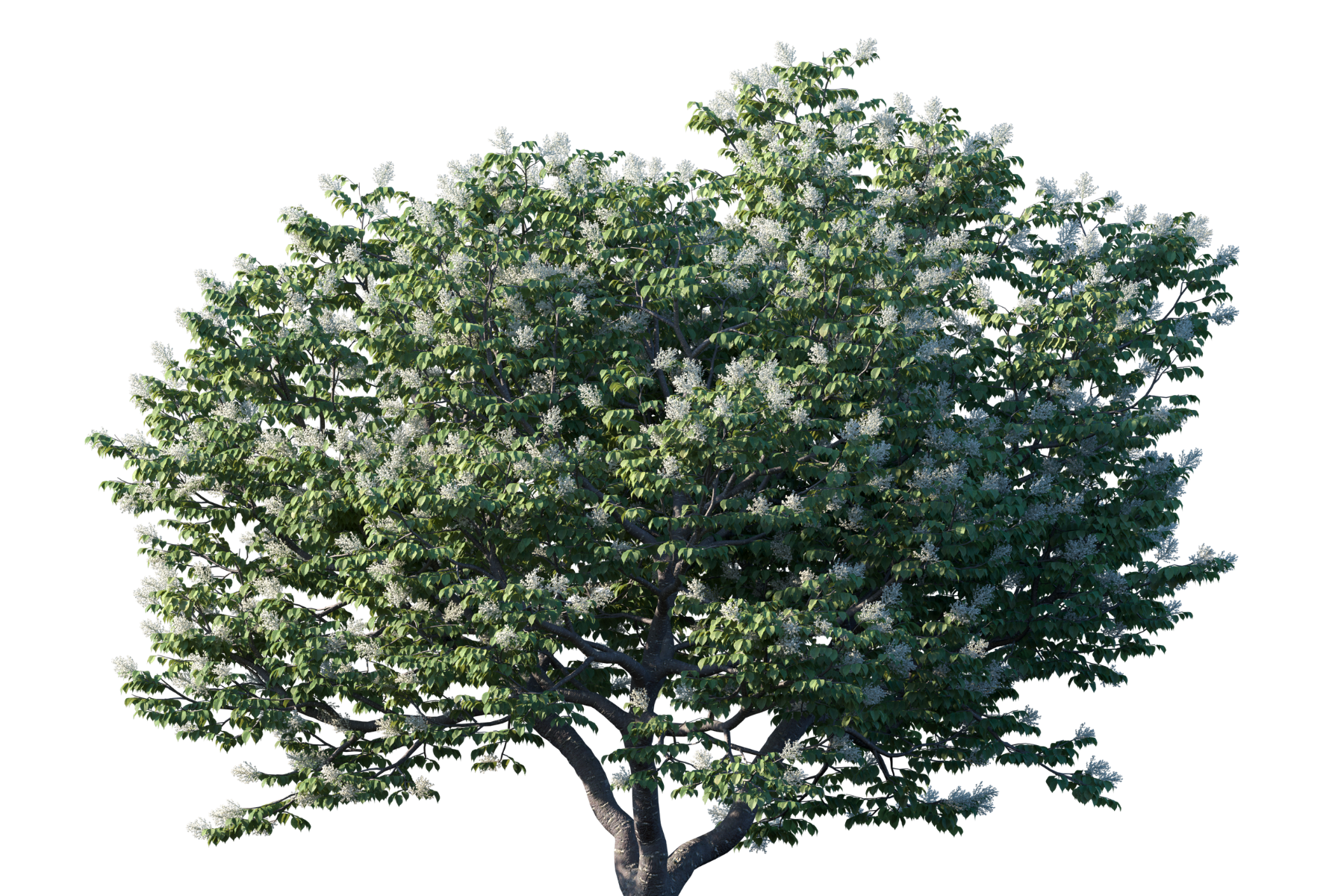 A lush, green tree with clusters of small white flowers against a white background.