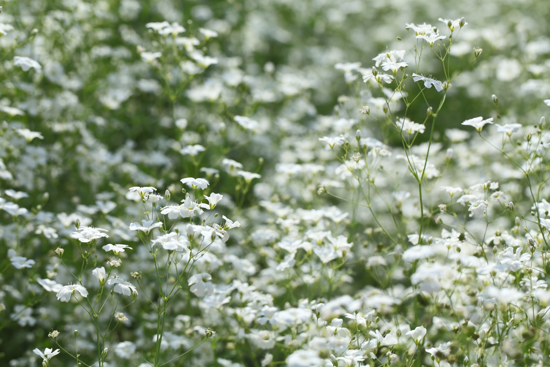 A field of delicate white flowers in soft focus, creating a dreamy, serene atmosphere.