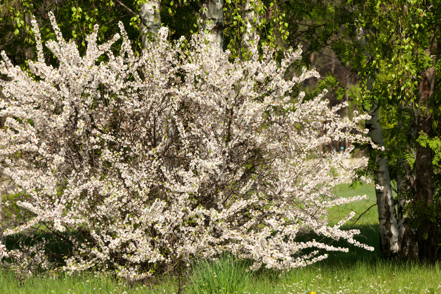 A blooming shrub with white flowers next to a birch tree in a green, grassy area.