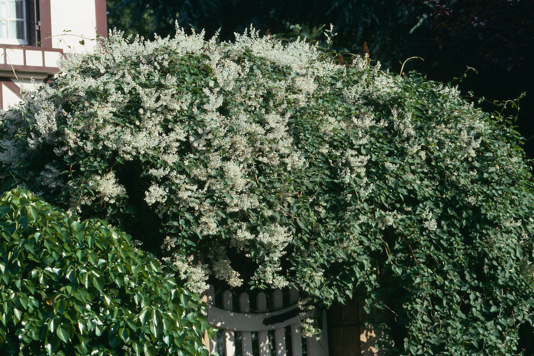 A dense arch of greenery and white flowers covering a garden gate.
