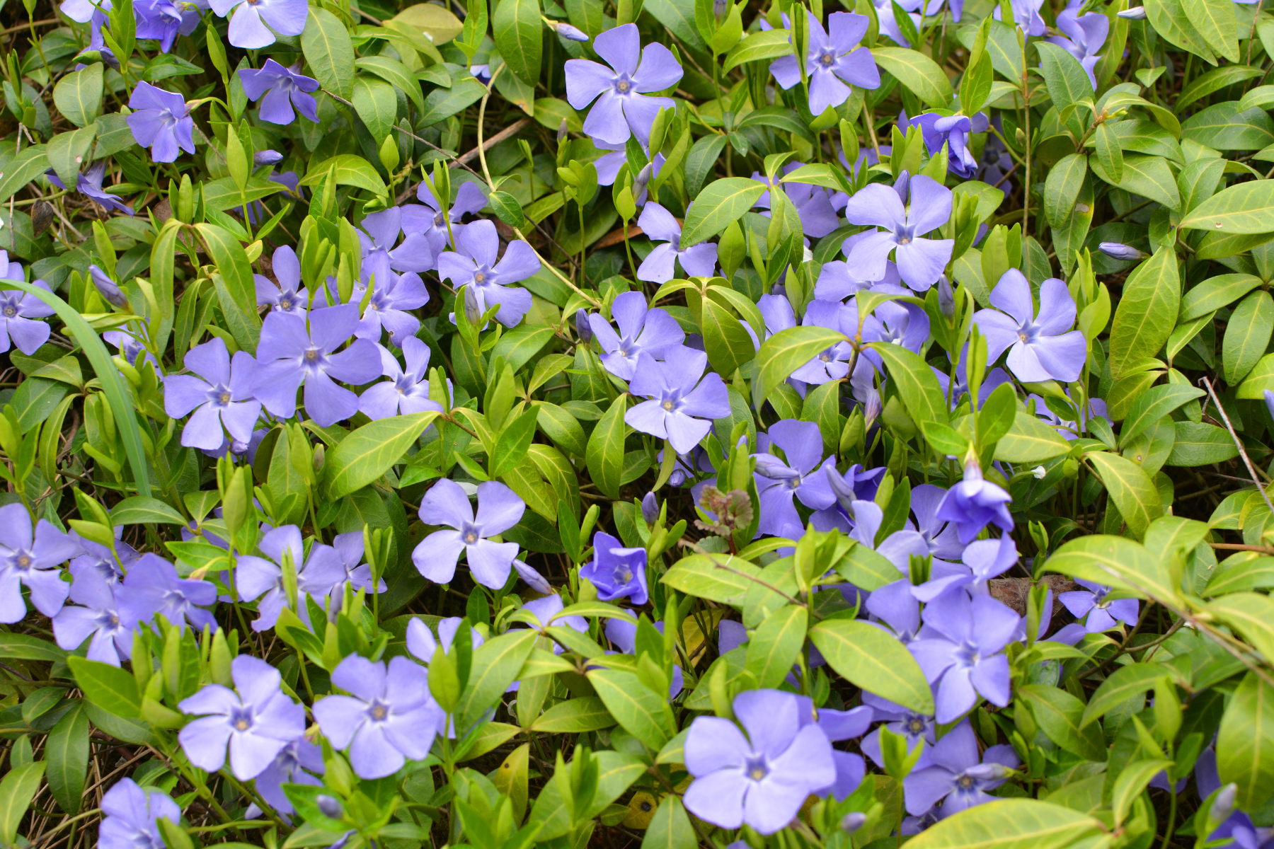 Purple flowers with green leaves densely covering the ground.