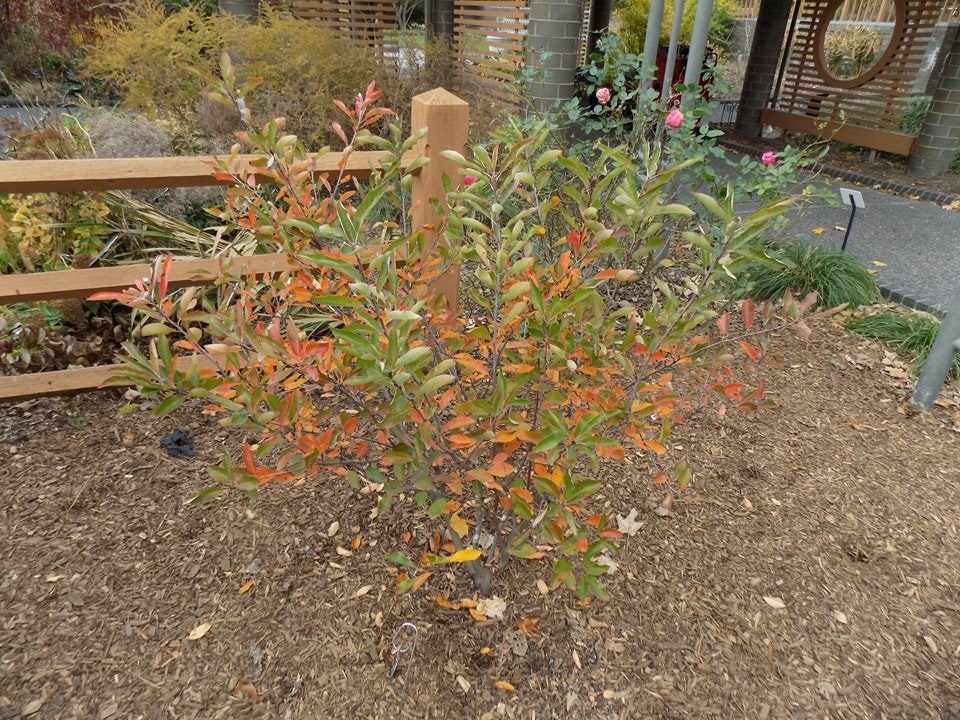 Shrub with multicolored leaves in a garden setting, surrounded by mulch and a wooden fence, with flowers in the background.