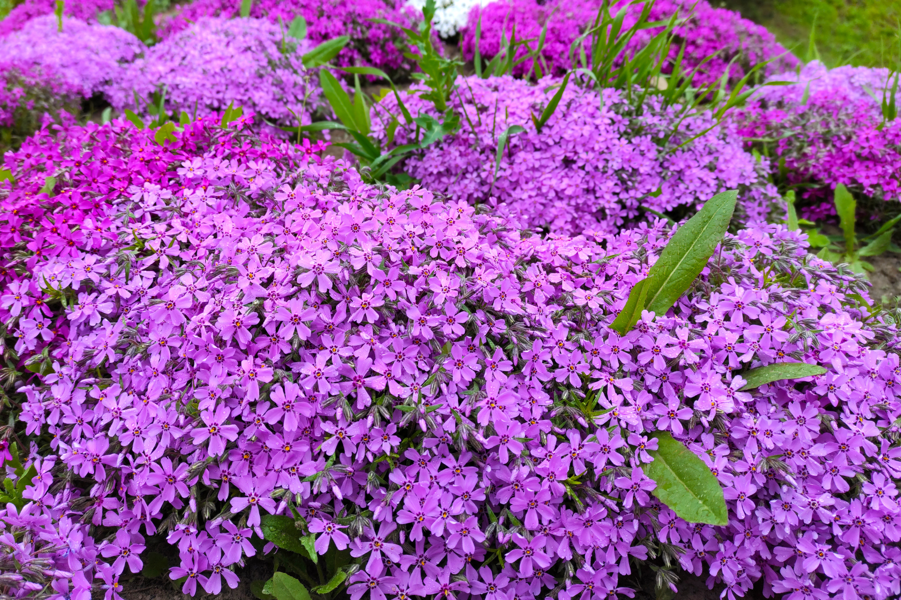 A lush bed of vibrant pink and purple flowers with green leaves scattered throughout.