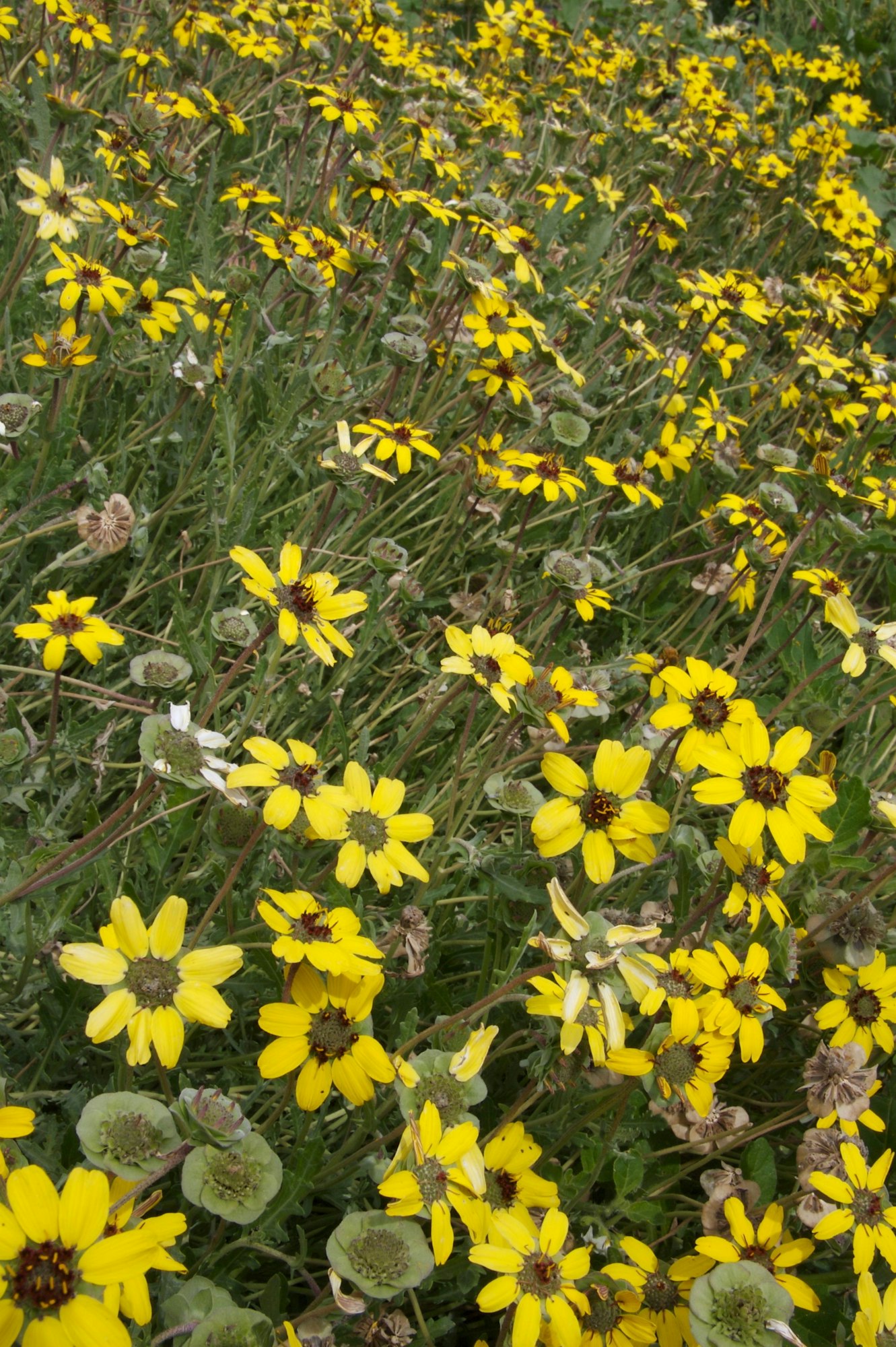 A field of yellow daisies with green foliage.