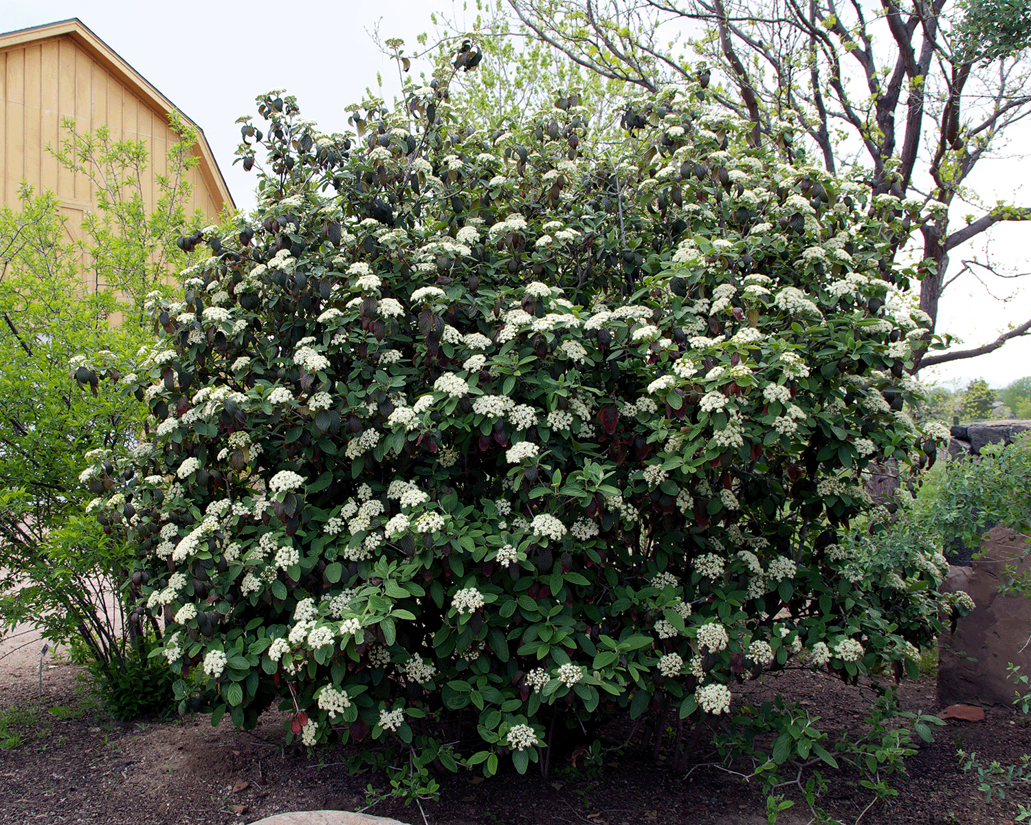 A large viburnum bush with clusters of small white flowers, surrounded by other greenery and part of a building in the background.