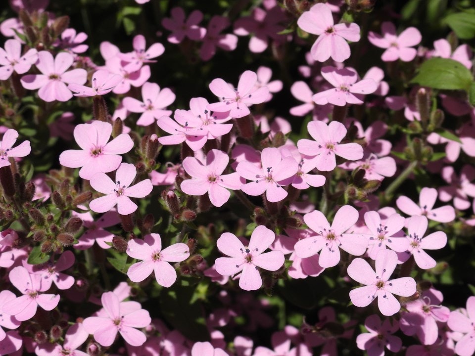 A cluster of small pink flowers with five petals, surrounded by green foliage.