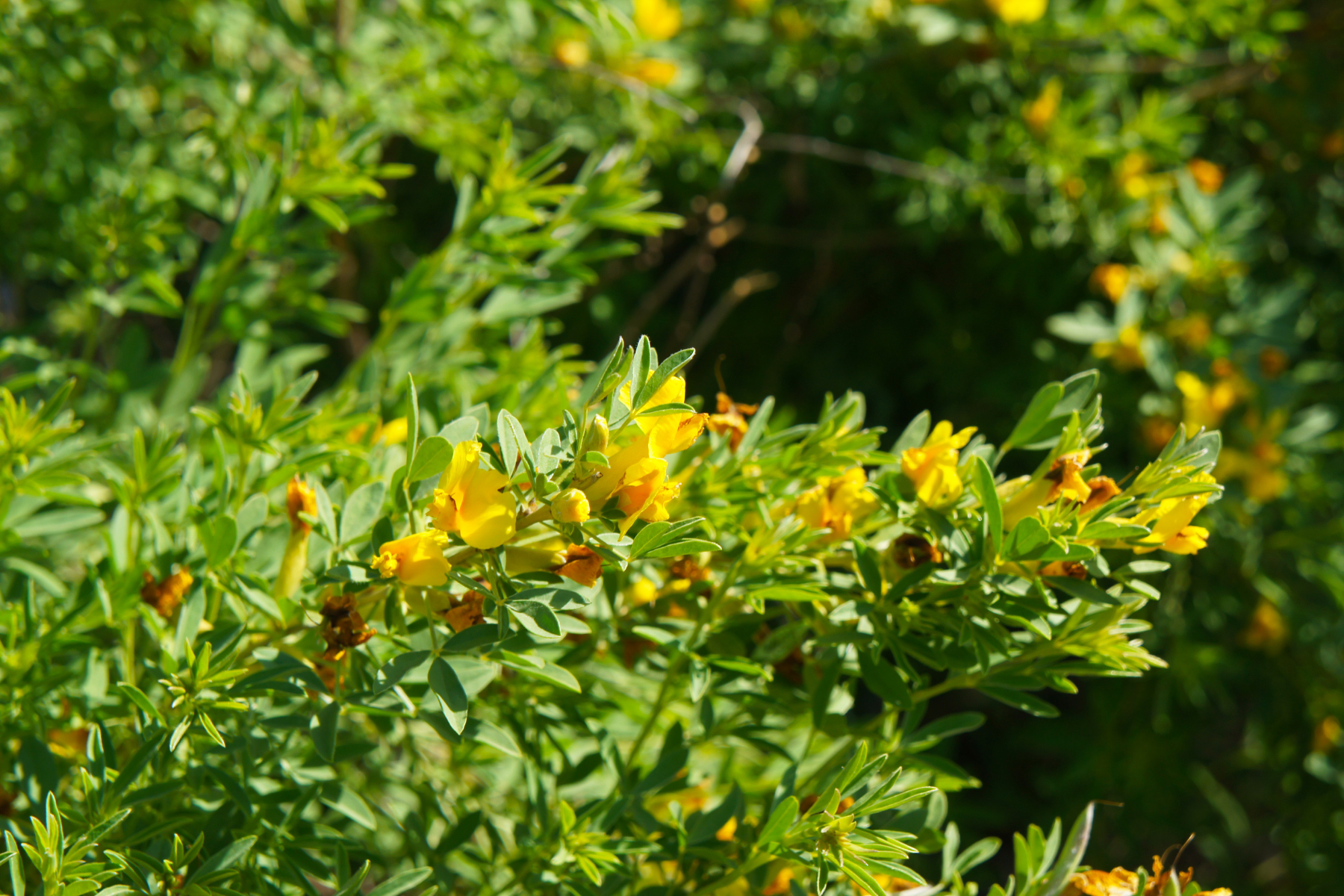 Green bush with bright yellow flowers and leaves in sunlight.
