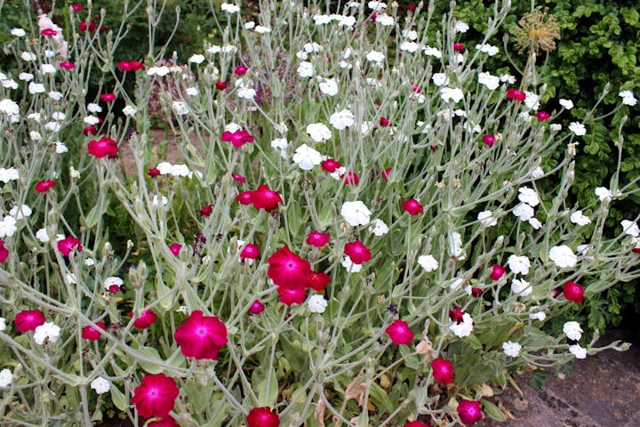 A garden filled with magenta and white flowers, surrounded by green foliage.