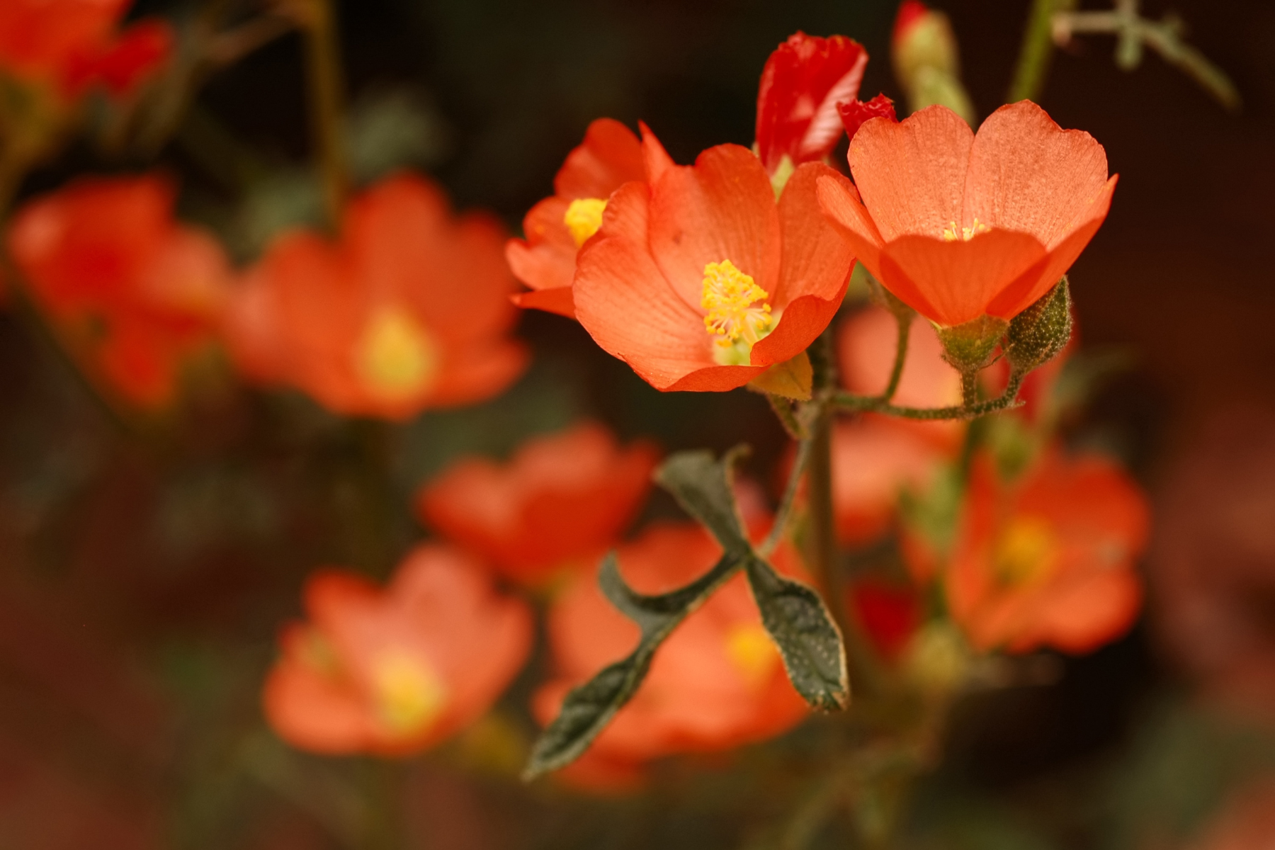 Close-up of bright orange flowers with yellow centers and green leaves.