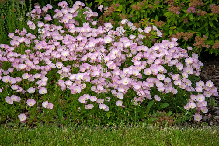 A cluster of light pink flowers in a garden with green foliage.