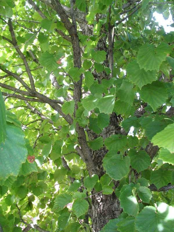 Tree branches and bright green leaves viewed from below.