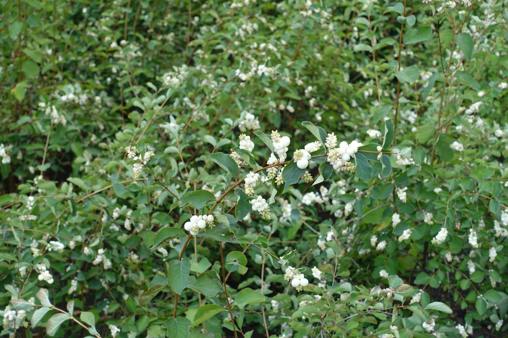 A bush with clusters of small white berries and green leaves.