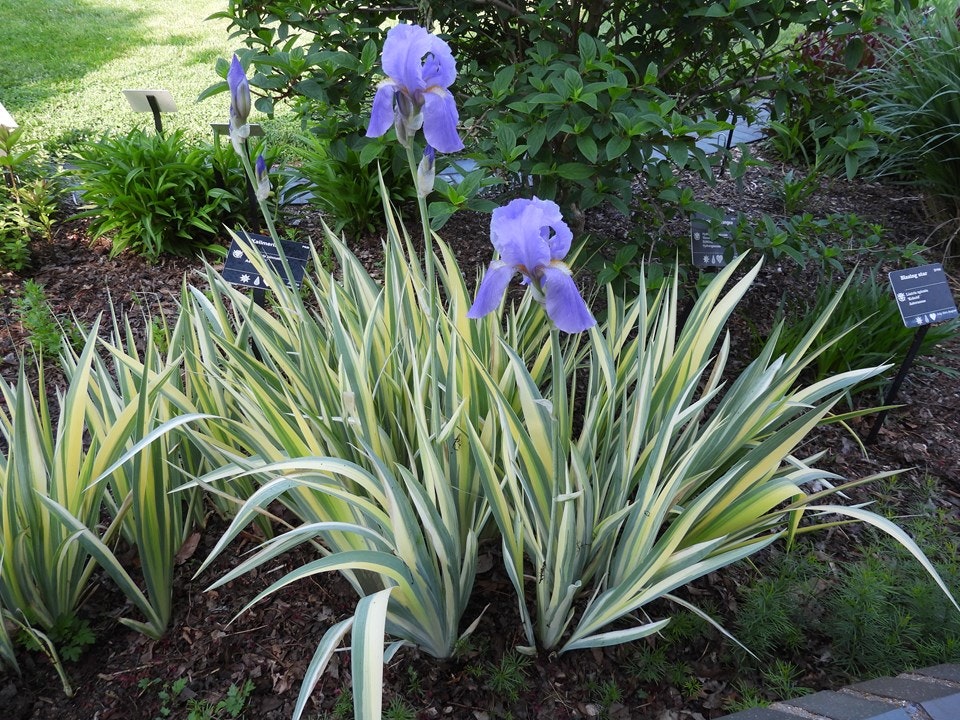 Purple flowers and long, variegated green and yellow leaves in a garden bed with plant labels.