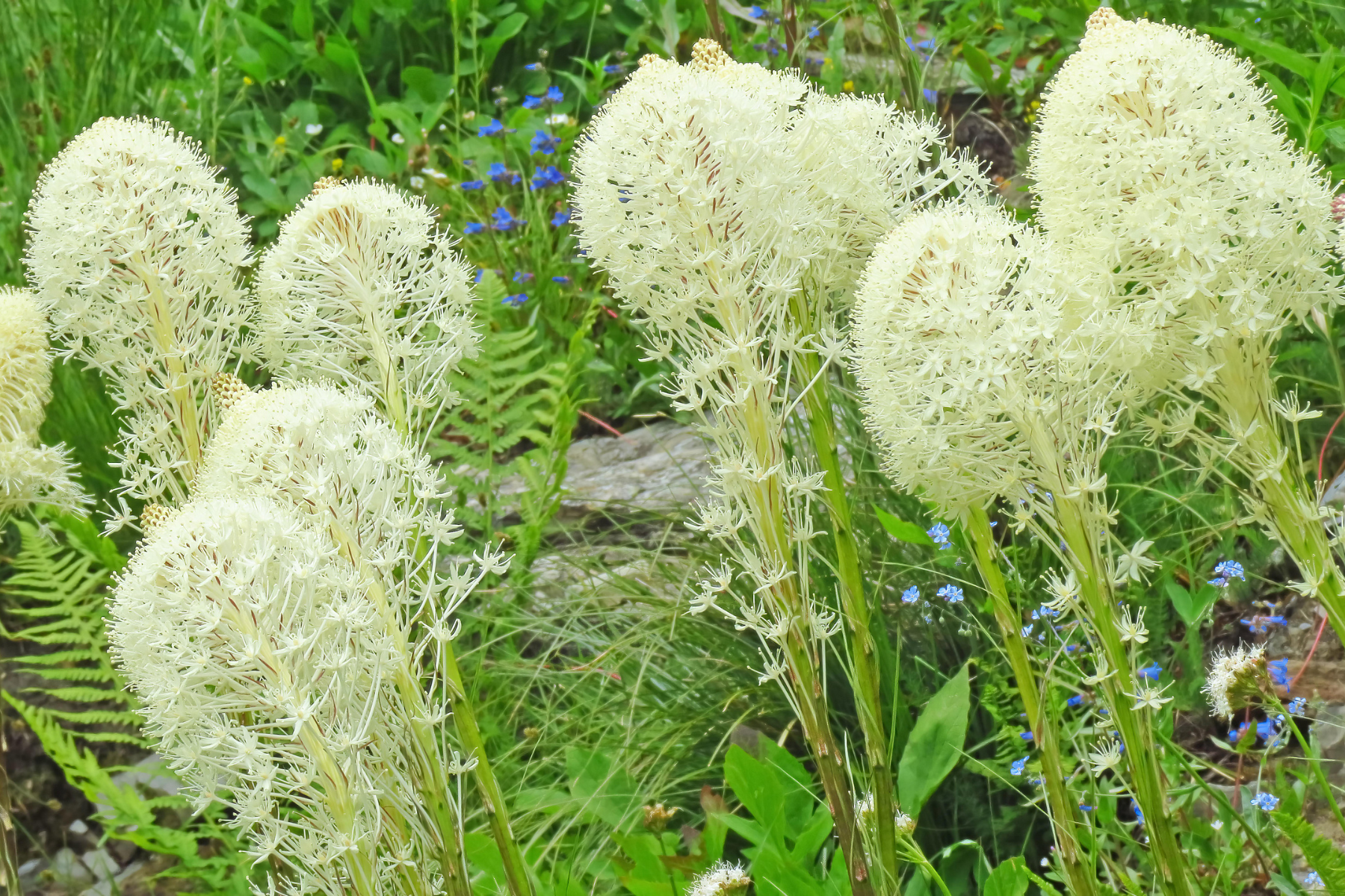 White beargrass flowers with green ferns and small blue flowers in the background.