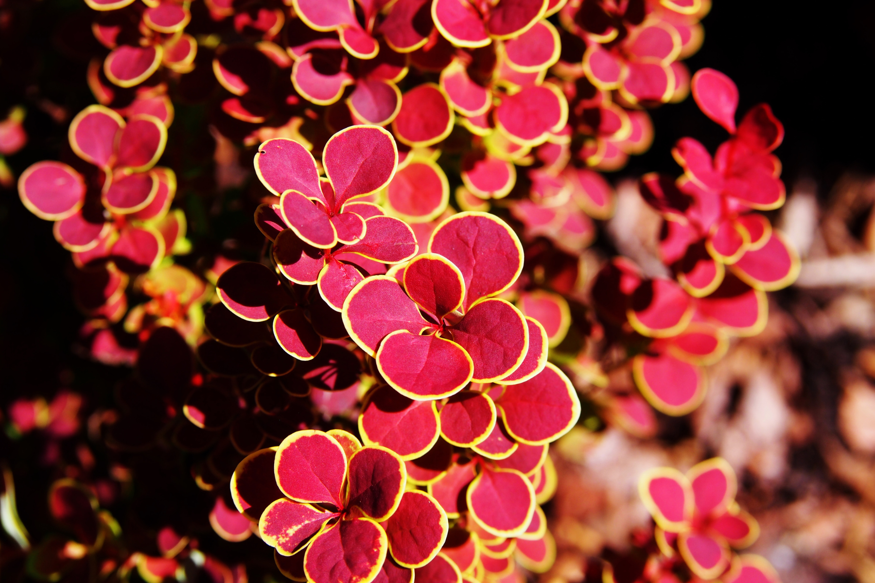Red leaves with yellow edges, densely packed, creating a vibrant and colorful plant display.