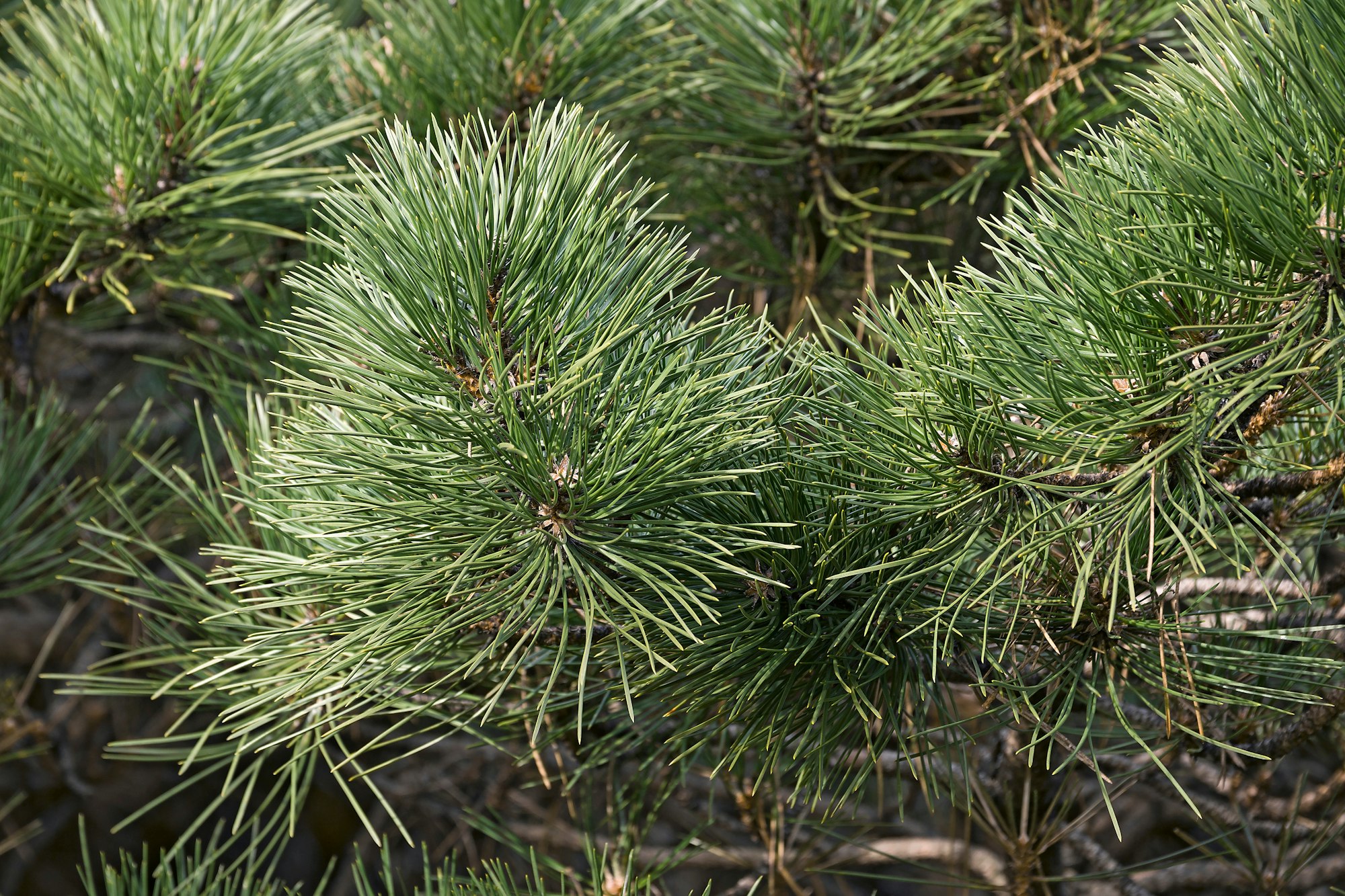 Green pine needles on branches, close-up view.
