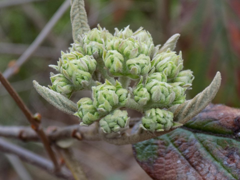 Close-up of a cluster of small, light greenish buds with fuzzy leaves, against a blurred natural background.